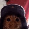 sir_mild