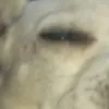 nightmare_alfredoarg
