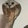 seo.tt.ofici41