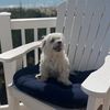 mildred.the.maltese