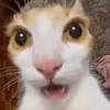 no_id1104099