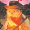 feralstreetcatwithrabies