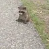 threestackedraccoons