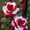 user7199868311274