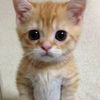 gato_usuario
