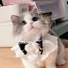 pet.planet24