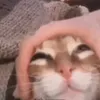 cringy.live