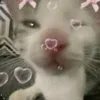 funcarolina