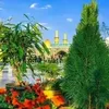 zainafbb