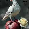 wasimmahmood00