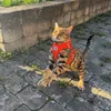 bengalkatter0