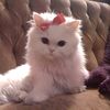 sarah_ibrahim122