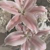 elapokia
