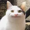 anthittconnit