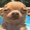 Funny dog videos