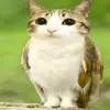 meowlmeowlmeowl8