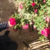 ayaa_20222