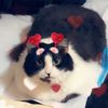 sharonluvsherla