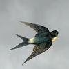 costa.sparrow