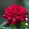 nwe.lay5348