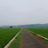 dian74994