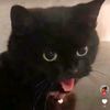 katze.16