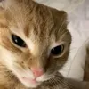 badcat54