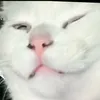 nggthao2