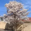 magico.maluco7