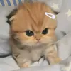 baothuyen_9989