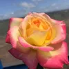 ngoc.nguyen2630