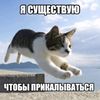 kot_na_apelsine