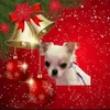 i_love.my.chihuauas_