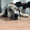 herr.h.aud.o