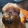 rohilthepickle