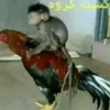 elthemonkey69