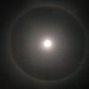 honold7