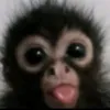fuzzik_n1