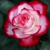 rosngela.almeida134