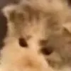 kotess8