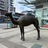 cameltowingtho