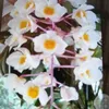 thangchinmuathu1