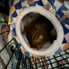 axelthesquirrel0