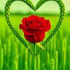 samira.husain