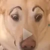 looksmaxxingmogger21