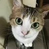 kirara_cutee