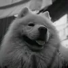 _altai_00