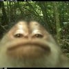 ApeMilk