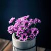 alreem3358