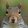 Squirrel Man Productions
